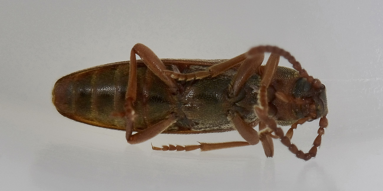 Hypulus quercinus - Melandryidae